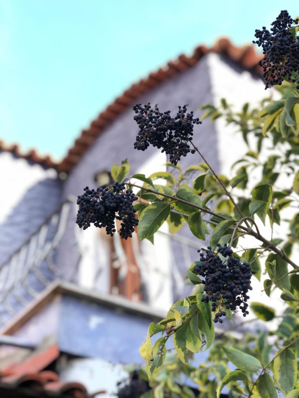 Kirkpinar Konaklari Villa Sapanca Dış mekan fotoğraf